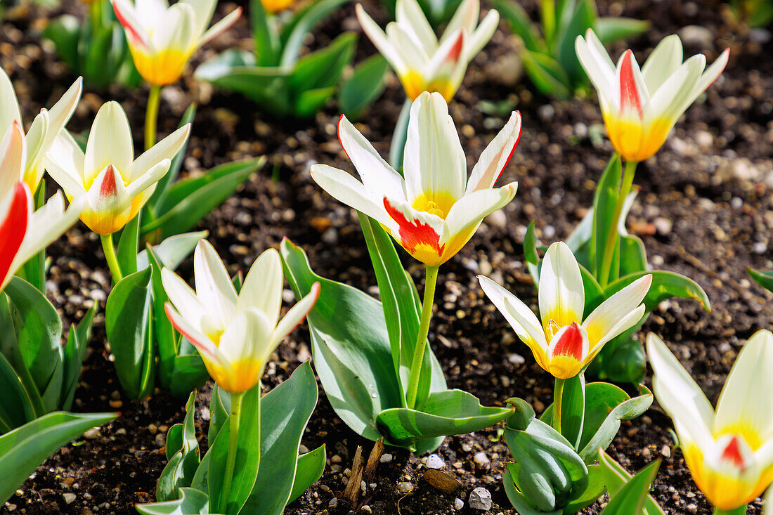  blooming Kaufmann&#39;s tulips (Tulipa Kaufmanniana &#39;The First&#39;, water lily tulip) in flowerbed 