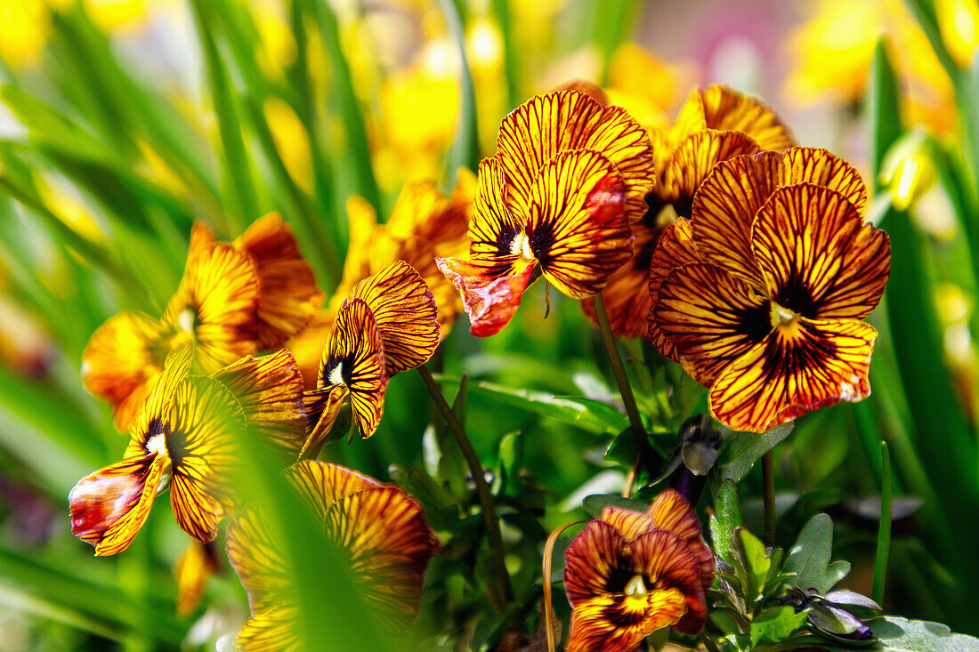 Hornveilchen (Viola cornuta Twix 'Tiger Eye') in Blumenbeet