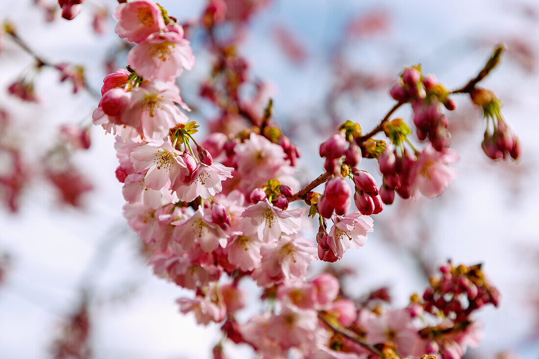 blühende japanische Bergkirsche (Prunus sargentii x subhirtella 'Accolade', frühe Zierkirsche, Frühlingskirsche)