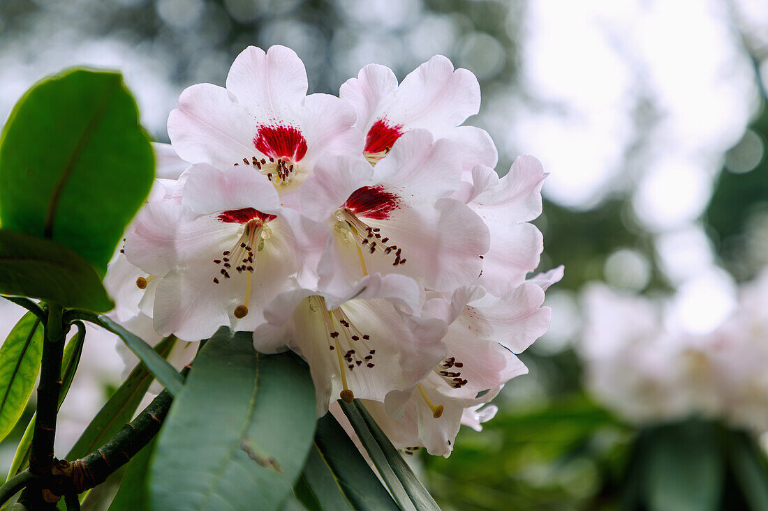 blühender Prachtpflanzen-Rhododendron (Rhododendron calophytum Franchet)