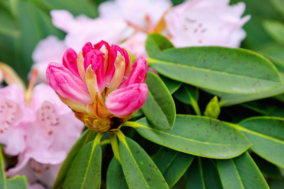 blühender Sutschou-Rhododendron (Rhododendron sutchuenense franch.) mit Blütenknospe
