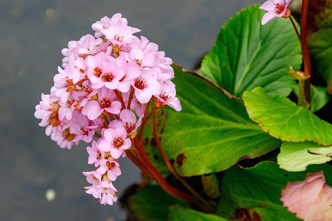 blühende Schmidts Bergenie (Bergenia x schmidtii Silva-Tarouca)