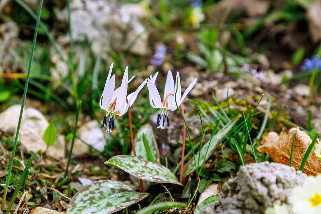 blühender Echter Hundszahn (Erythronium sens-canis)