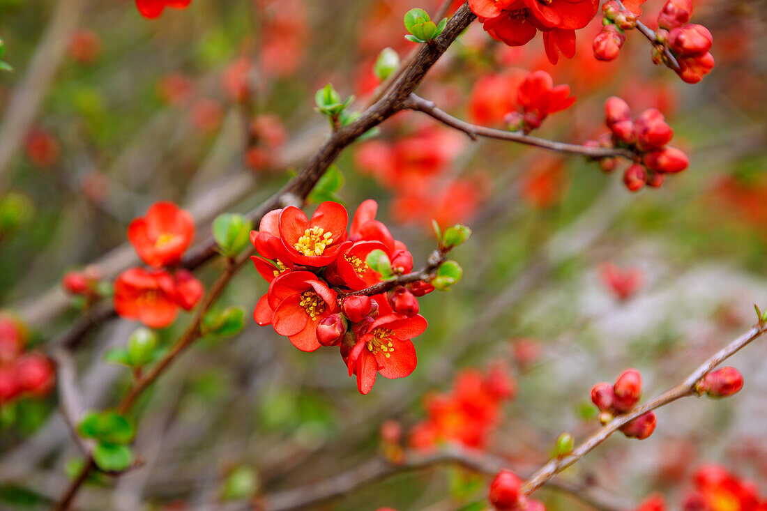 blühende Japanische Zierquitte (Chaenomeles japonica, niedrige Scheinquitte, Nordische Zitrone)