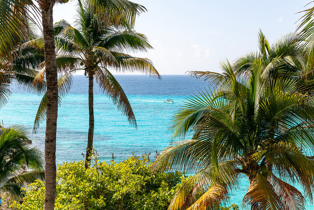 Palm trees at Garrafon Natural Reef park, Isla Mujeres, Caribbean Coast, Cancun, Quintana Roo, Mexico