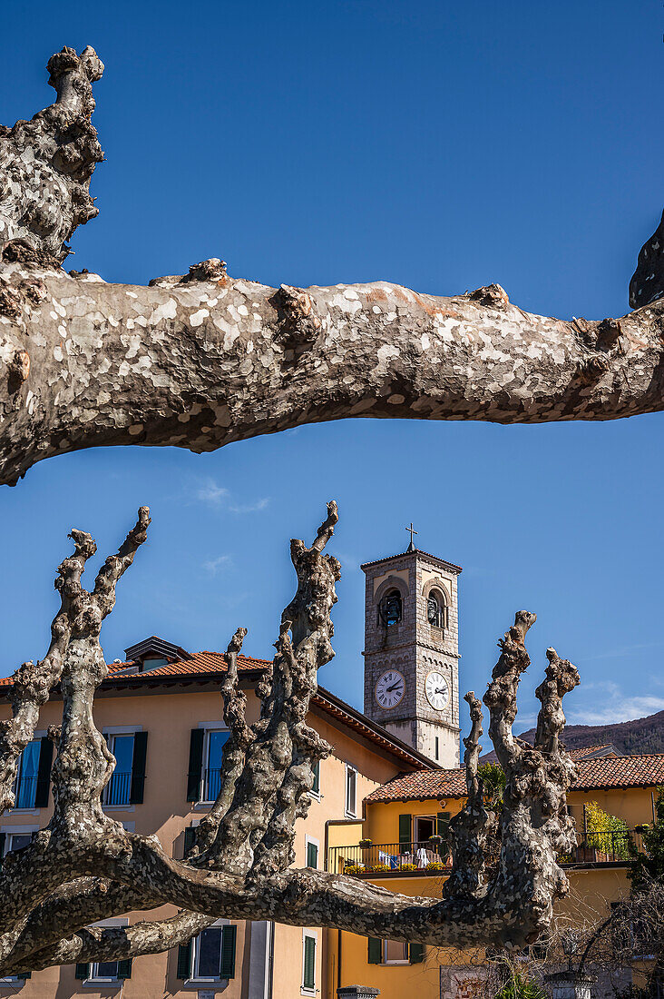  Plane trees on the waterfront of Porto Valtravaglia, Varese province, Lake Maggiore, Lombardy, Italy, Europe 