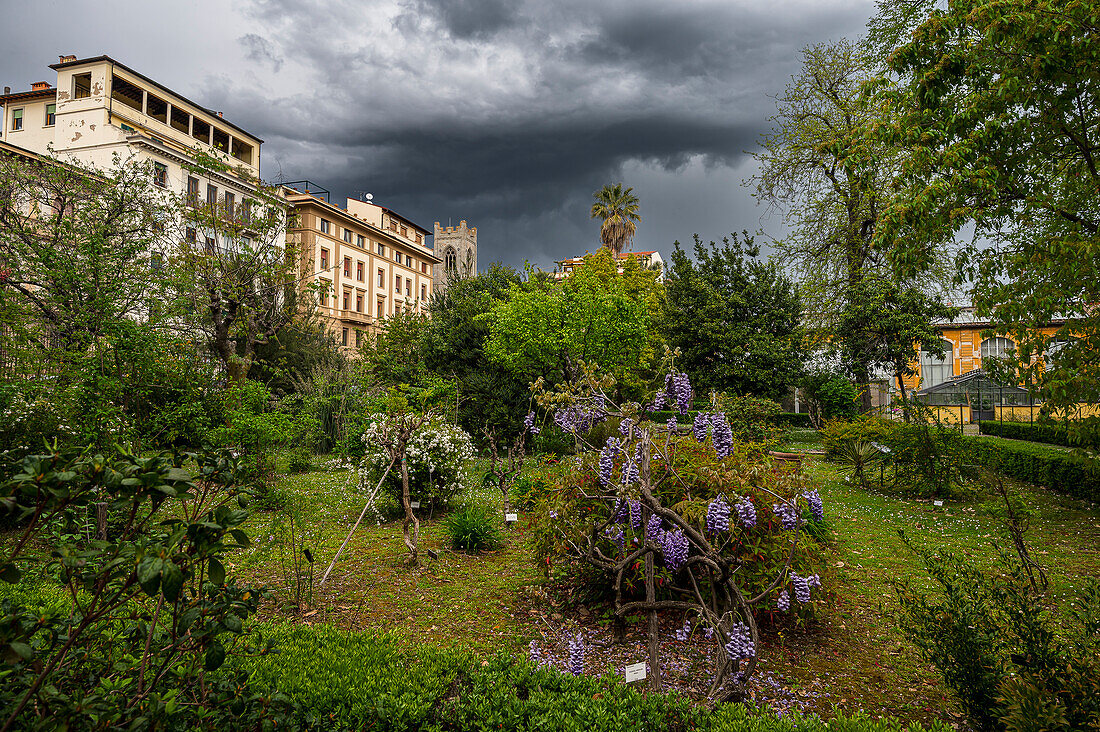  Botanical Garden, Florence (Italian: Firenze, Tuscany region, Italy, Europe 