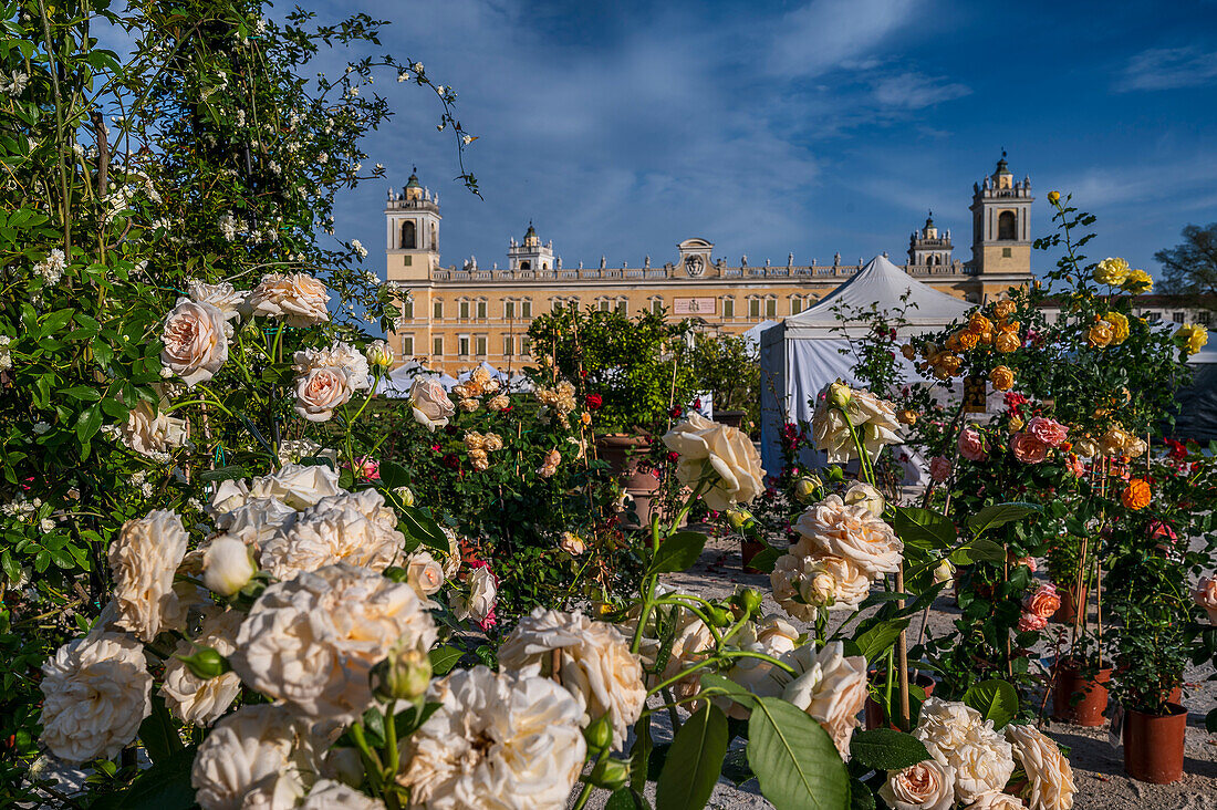  Garden exhibition in the park, Palazzo Ducale, Ducal Palace Reggia di Colorno, Colorno, Province of Parma Emilia-Romagna, Italy, Europe 