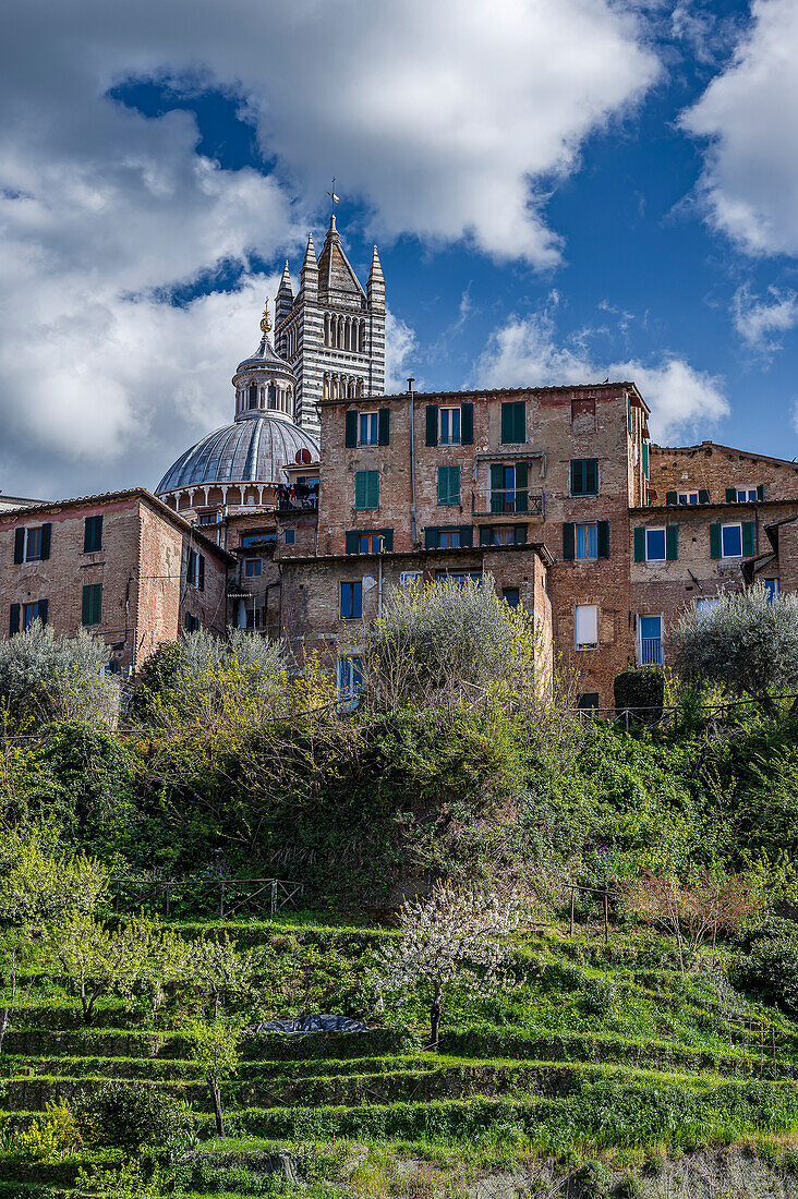  View of green garden, old town and tower of the cathedral, Siena, Tuscany region, Italy, Europe 