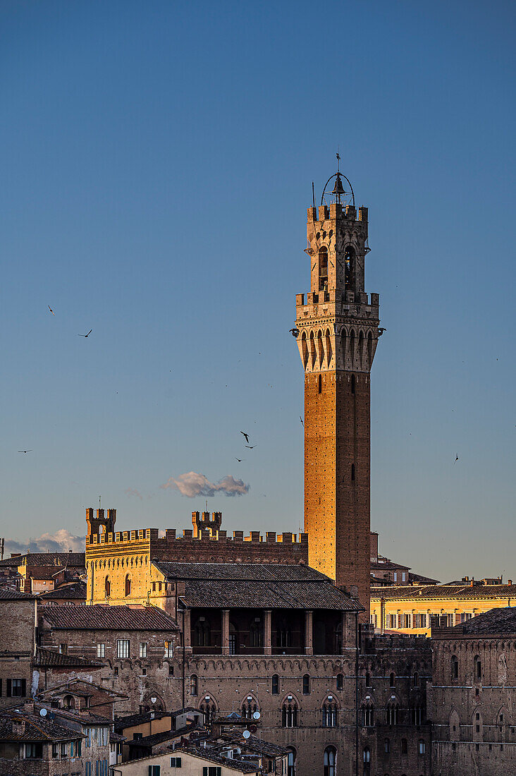 Blick auf Altstadt und Turm Torre Del Mangia bei Sonnenuntergang, Siena, Region Toskana, Italien, Europa