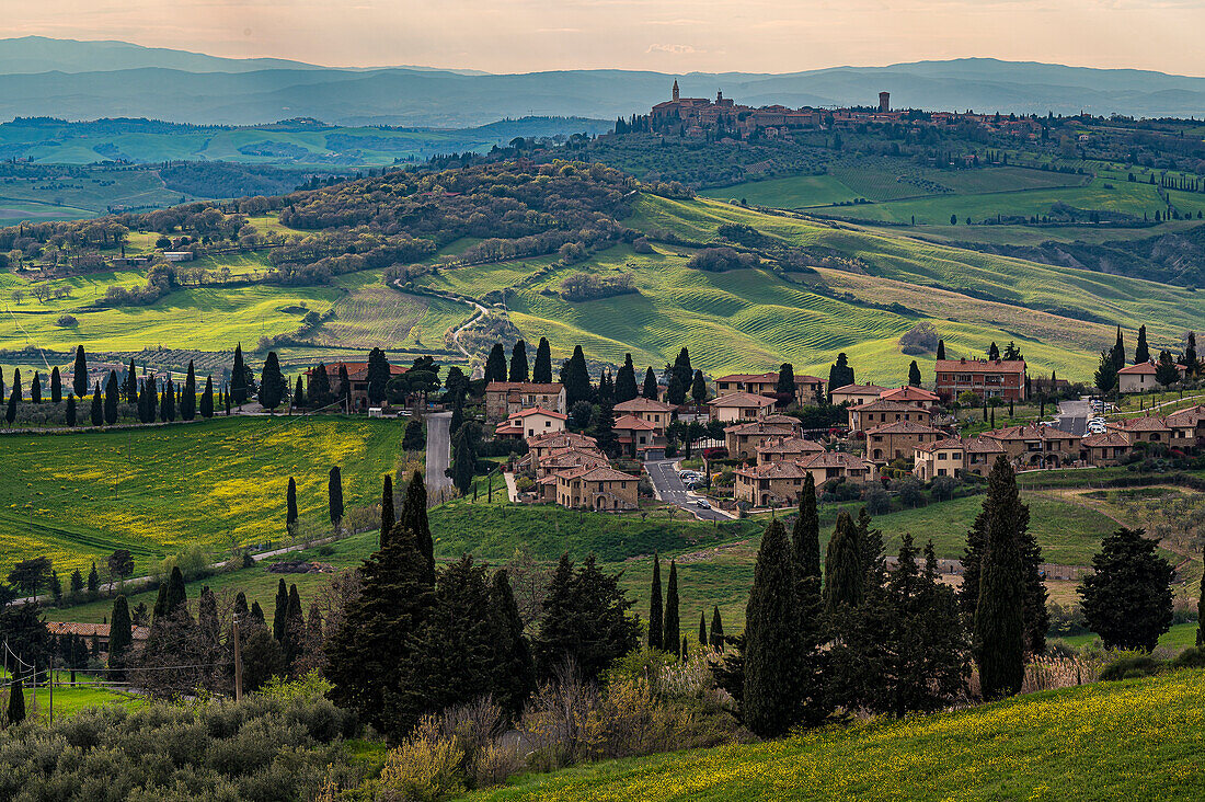  View of Pianza in the background, yellow flowers blooming in landscape, spring in Tuscany region, Italy, Europe 