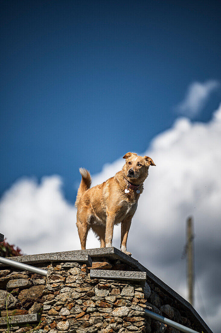 Hund bewacht Grundstück am Ortasee Lago d’Orta, Provinz Novara, Region Piemont, Italien
