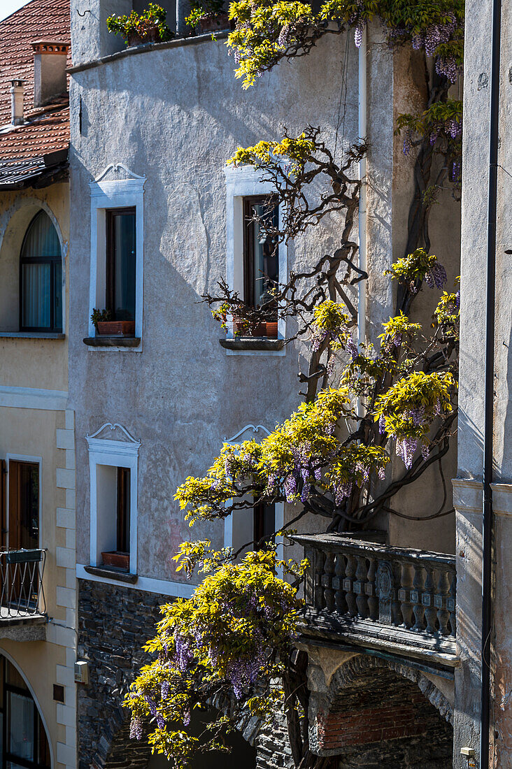 Enge Gasse und Haus bewachsen mit Blauregen (Wisteria) am Balkon, Gemeinde Orta San Giulio, Ortasee Lago d’Orta, Provinz Novara, Region Piemont, Italien