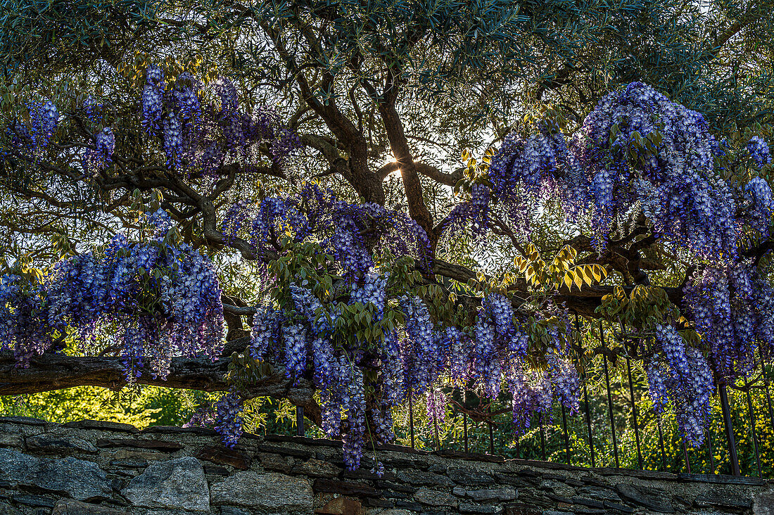 Mauer mit blühendem Blauregen (Wisteria), Gemeinde Orta San Giulio, Ortasee Lago d’Orta, Region Piemont, Italien