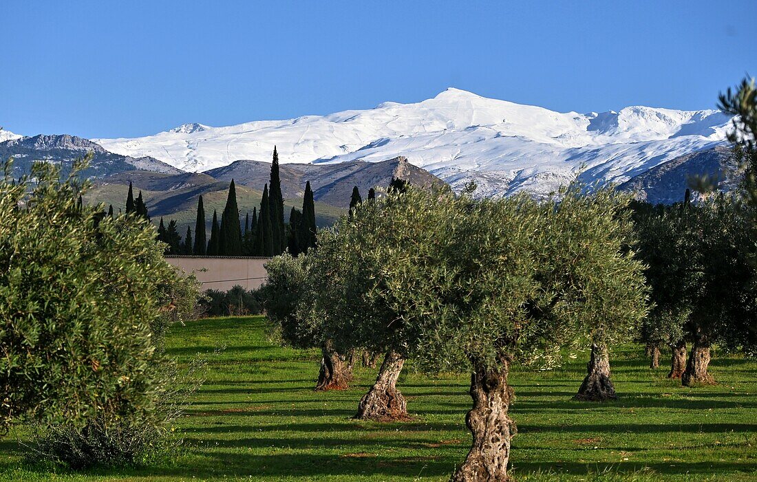 Blick von Granada zur Skiarea Sierra Nevada mit Pico de Veleta, bei Granada, Andalusien, Spanien