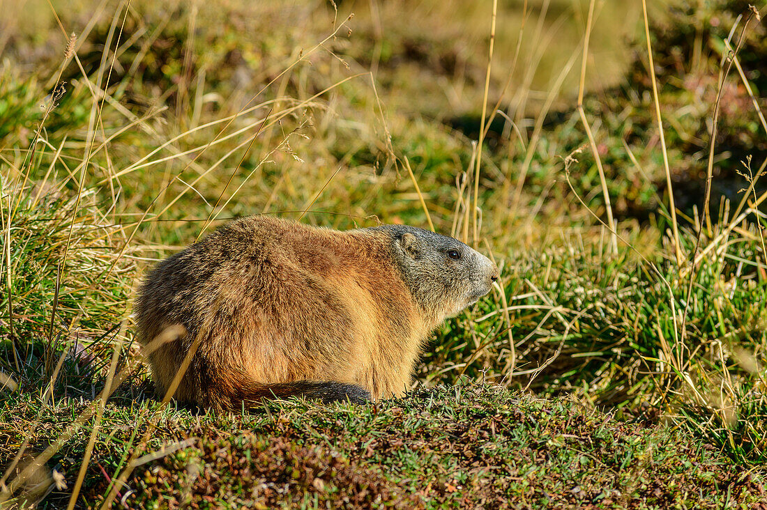 Murmeltier duckt sich ins Gras, Marmota marmota, Tuxer Alpen, Zillertal, Tirol, Österreich