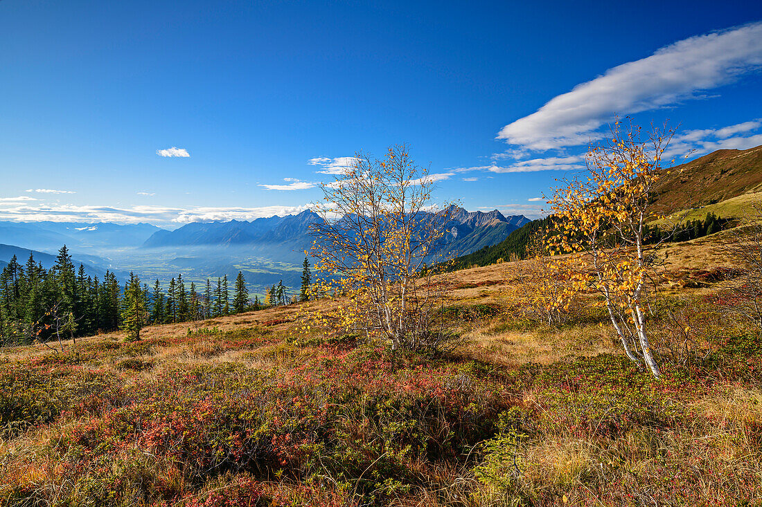  Autumnal colored birch trees with Inntal and Karwendel in the background, Kuhmesser, Tux Alps, Zillertal, Tyrol, Austria 