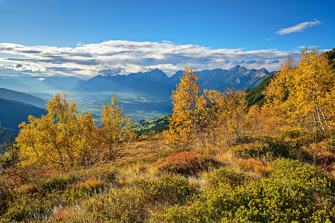  Autumnal colored birch trees with Inntal and Karwendel in the background, Kuhmesser, Tux Alps, Zillertal, Tyrol, Austria 