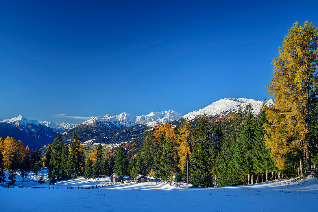  Snow-covered alpine meadow and forest edge with coloured larches and Lechtal Alps in the background, from the Aifneralm, Kaunertal, Ötztal Alps, Tyrol, Austria 