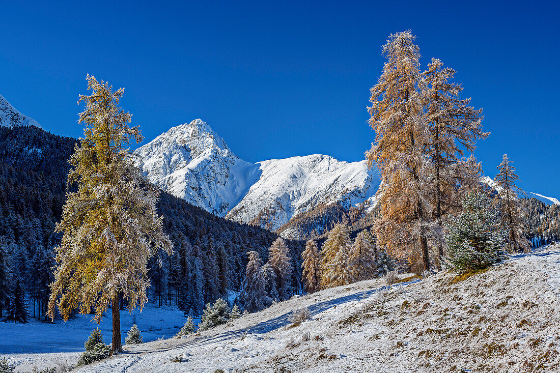 Frühwinterlich verschneite Lärchen mit Piz Nair im Hintergrund, vom Schwarzsee, Tarasp, Engadin, Sesvennagruppe, Graubünden, Schweiz