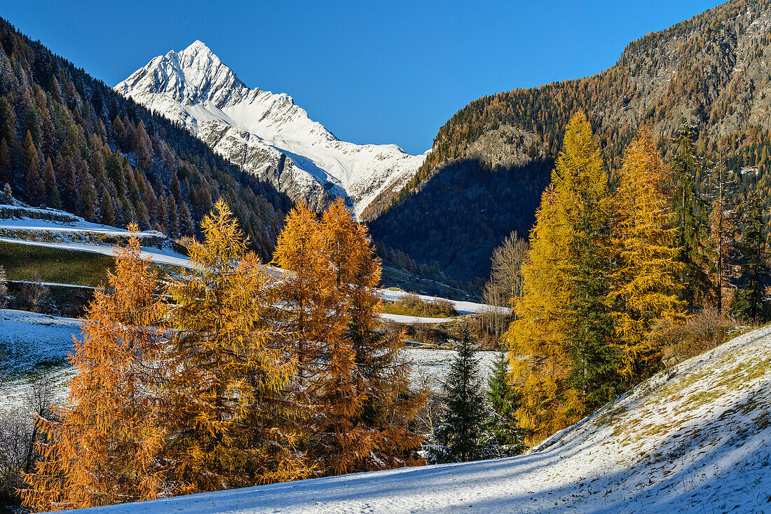 Herbstlich verfärbte Lärchen mit Piz Linard, Zernez, Engadin, Graubünden, Schweiz