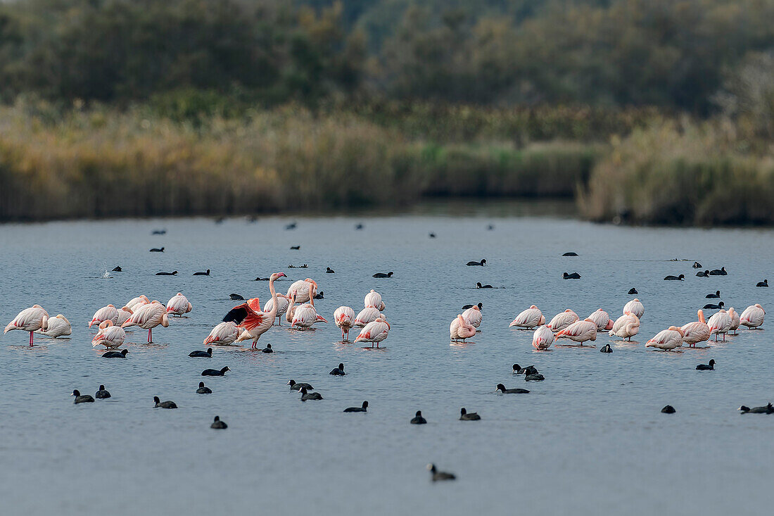  Flamingos and coots swimming in lake, Phoenicopteridae, Sentiero Natura, Oasi Canneviè Nature Reserve, Delta di Po, Po Delta, Emilia-Romagna, Italy 