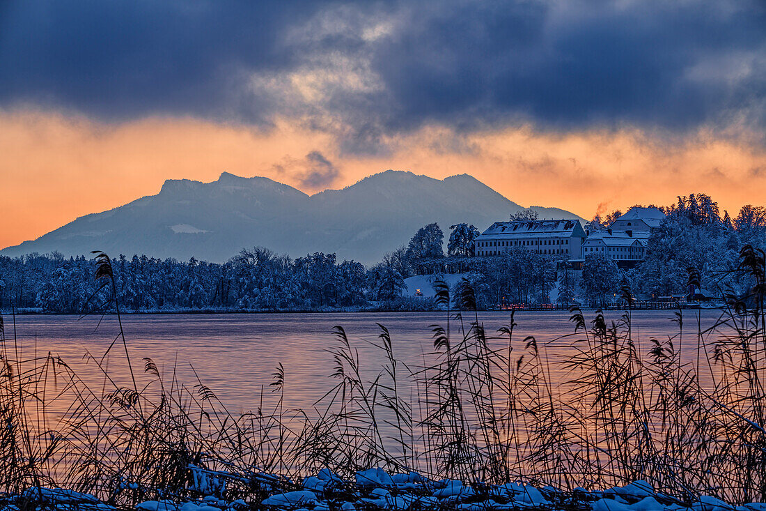  Reeds in front of Herreninsel, Chiemsee and Chiemgau Alps, Chiemsee, Chiemgau Alps, Upper Bavaria, Bavaria, Germany 