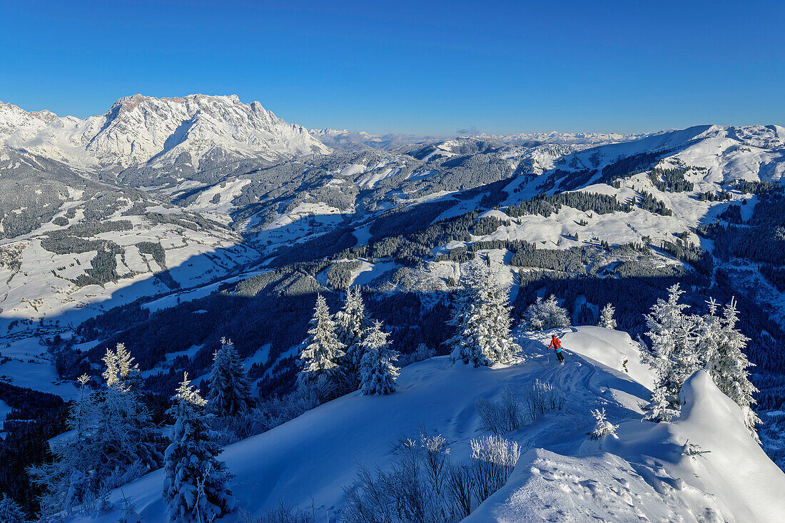 Frau auf Skitour fährt von der Schwalbenwand ab, Hochkönig im Hintergrund, Schwalbenwand, Salzburger Schieferalpen, Salzburg, Österreich