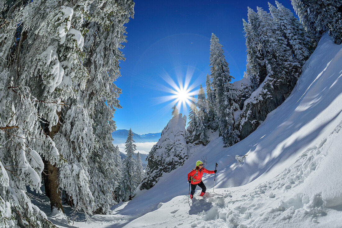 Frau beim Wandern steigt durch Winterwald zum Laber auf, Ammergauer Alpen, Oberbayern, Bayern, Deutschland 