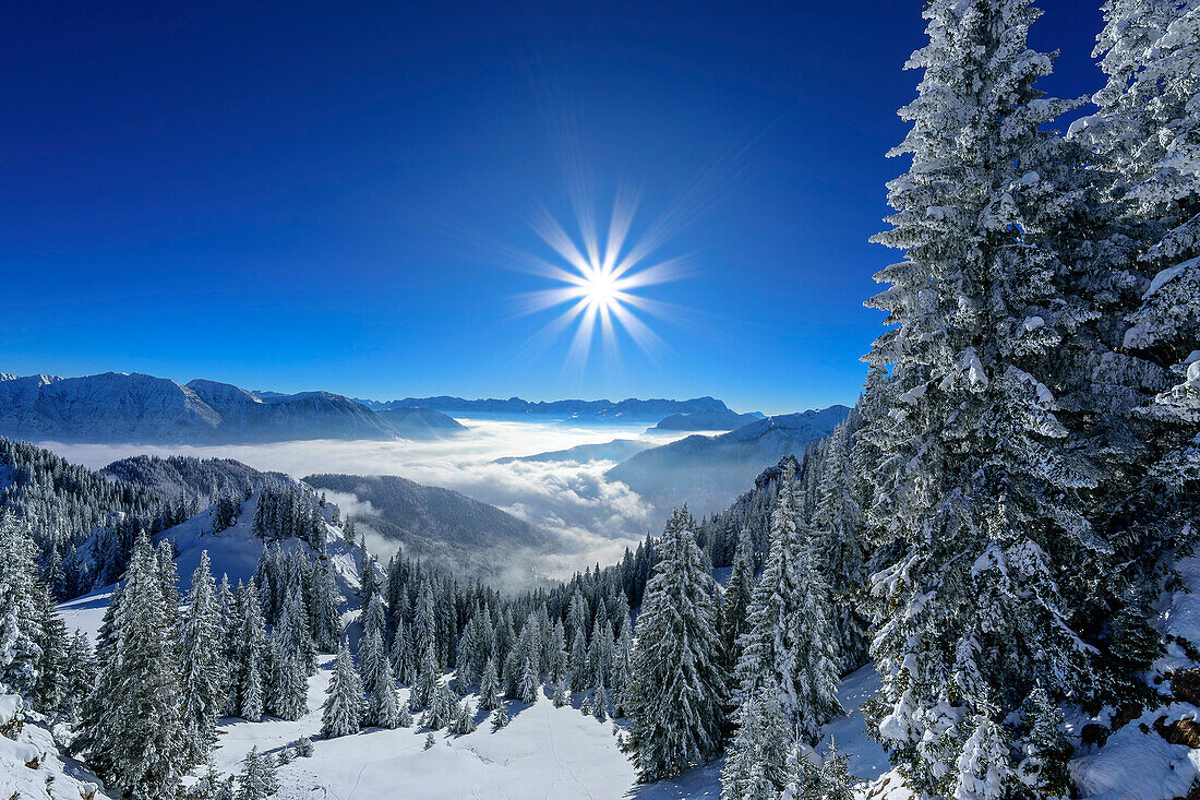  Winter forest at the Laber with a view of the Wetterstein Mountains, Laber, Ammergau Alps, Upper Bavaria, Bavaria, Germany  