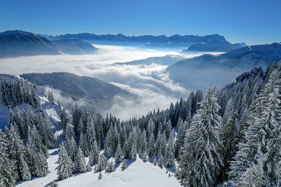 Winterwald am Laber mit Blick aufs Wettersteingebirge, Laber, Ammergauer Alpen, Oberbayern, Bayern, Deutschland 