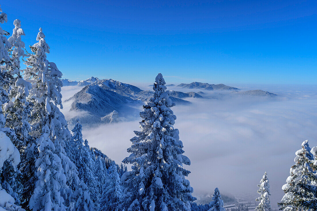  Winter forest at the Laber with a view of the Ammergau Alps, Laber, Ammergau Alps, Upper Bavaria, Bavaria, Germany  