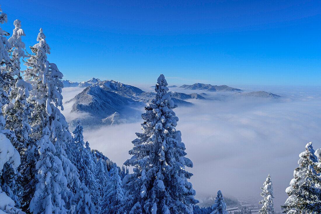 Winterwald am Laber mit Blick auf Ammergauer Alpen, Laber, Ammergauer Alpen, Oberbayern, Bayern, Deutschland 