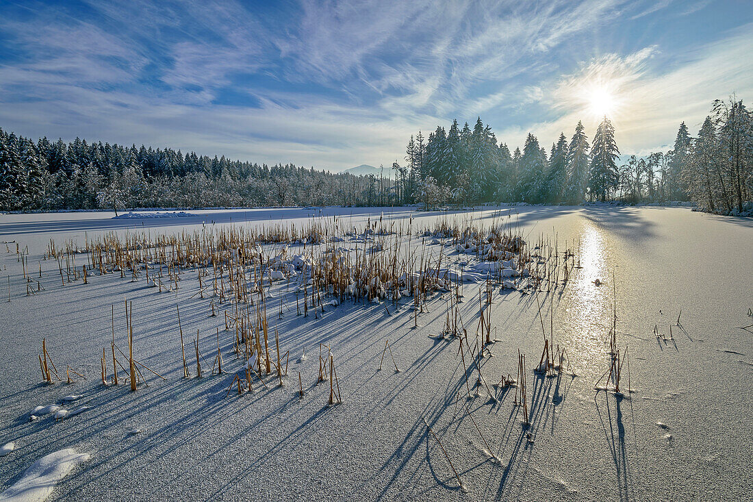  Frozen moor lake in the Murnauer Moos, Murnau, Upper Bavaria, Bavaria, Germany  