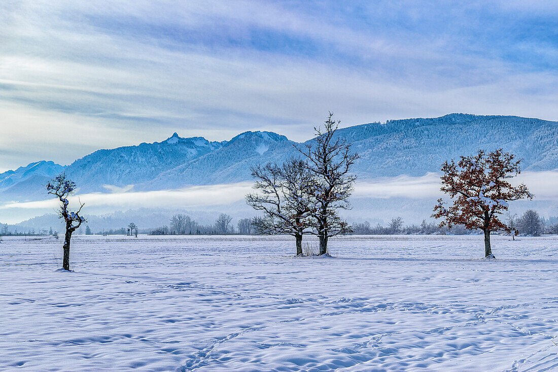 Verschneite Eichen im Murnauer Moos mit Bayerischen Alpen im Hintergrund, Murnauer Moos, Oberbayern, Bayern, Deutschland 
