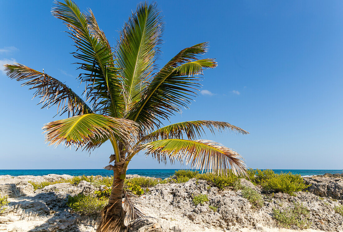 Kokospalme wächst an felsiger Küste, Isla Mujeres, Karibikküste, Cancun, Quintana Roo, Mexiko