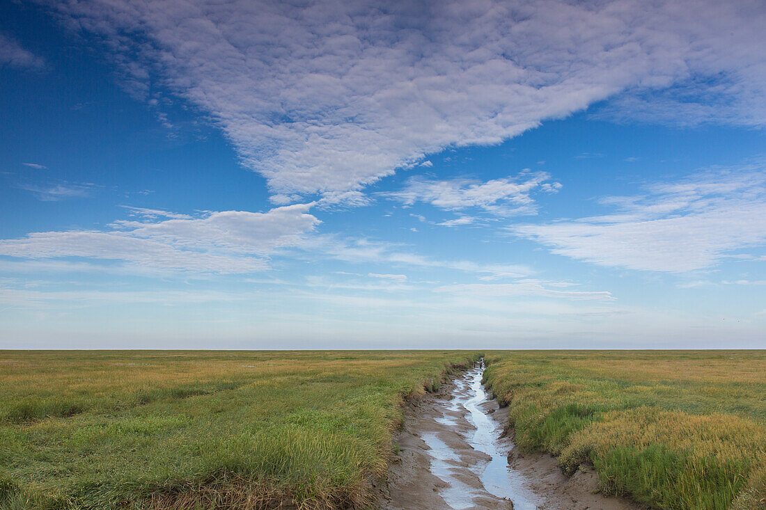  Tidal creek in a salt marsh, Wadden Sea National Park, Schleswig-Holstein, Germany 