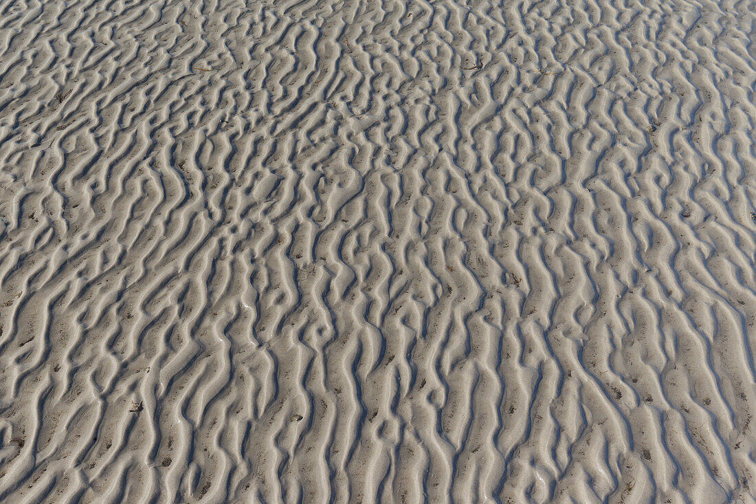  Ripple marks, structures in the mudflats, Wadden Sea National Park, Schleswig-Holstein, Germany 