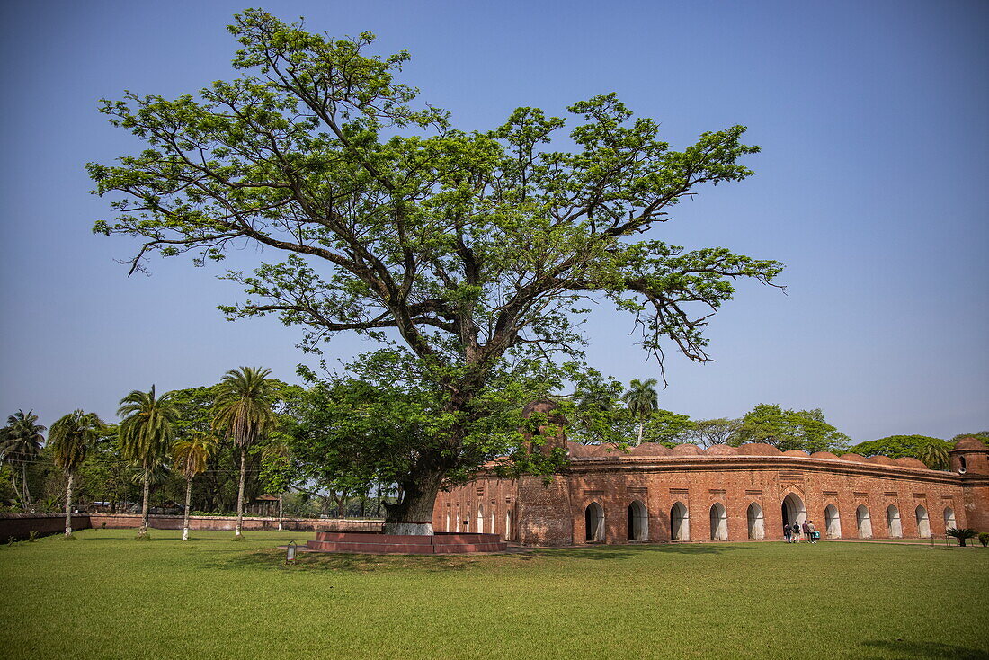  Sixty Dome Mosque and giant tree in the park, Bagerhat, Bagerhat District, Bangladesh, Asia 