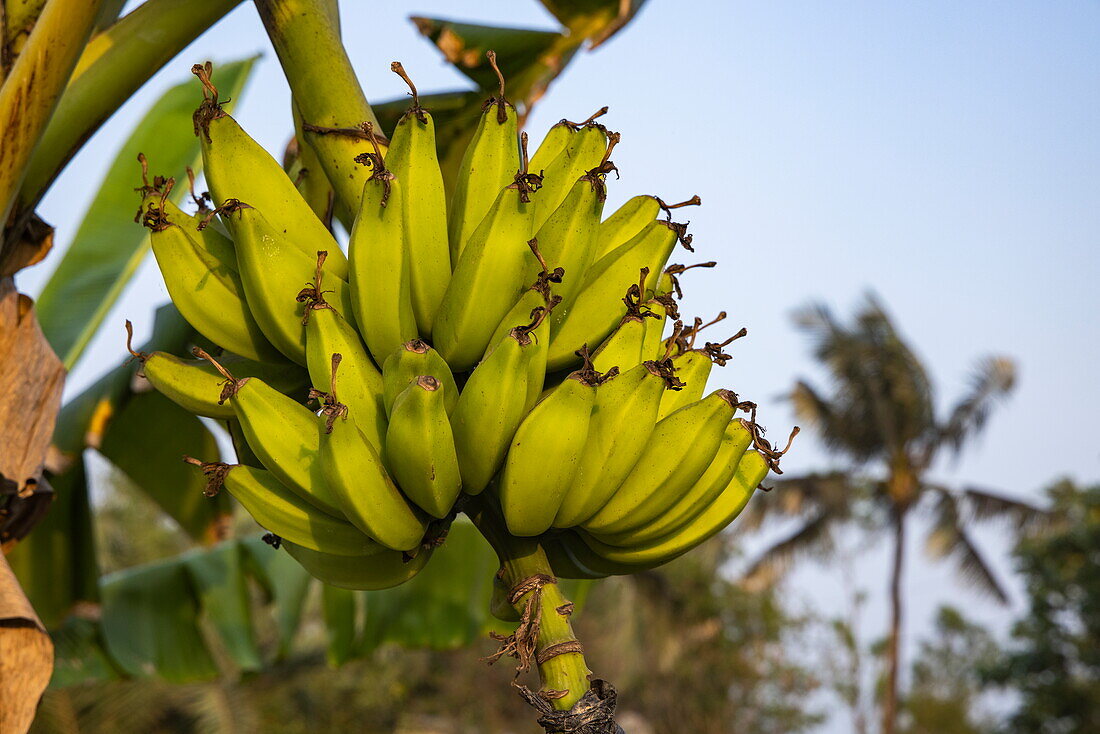  A bunch of small yellow bananas hangs on a banana tree, Pakhiralay, near Gosaba, South 24 Parganas District, West Bengal, India, Asia 