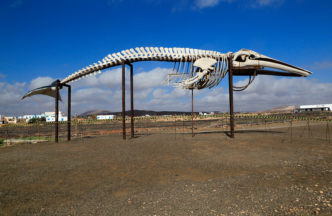 Sperm whale skeleton, Physeter macrocephalus, at Las Salinas del Carmen, Fuerteventura, Canary Islands, Spain