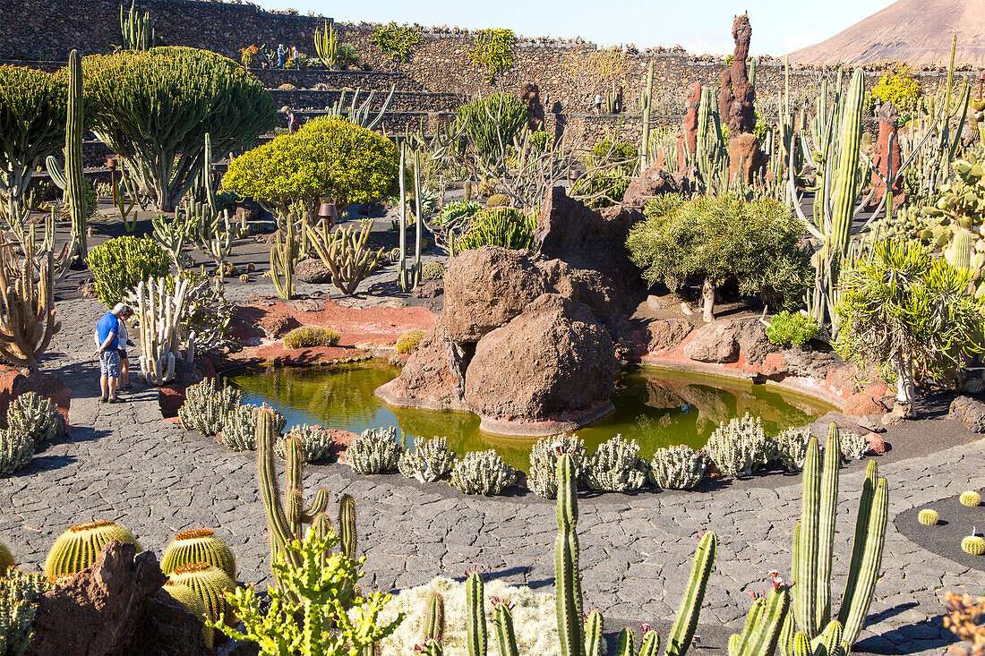  Kakteen im Jardin de Cactus, entworfen von César Manrique, Guatiza, Lanzarote, Kanarische Inseln, Spanien 