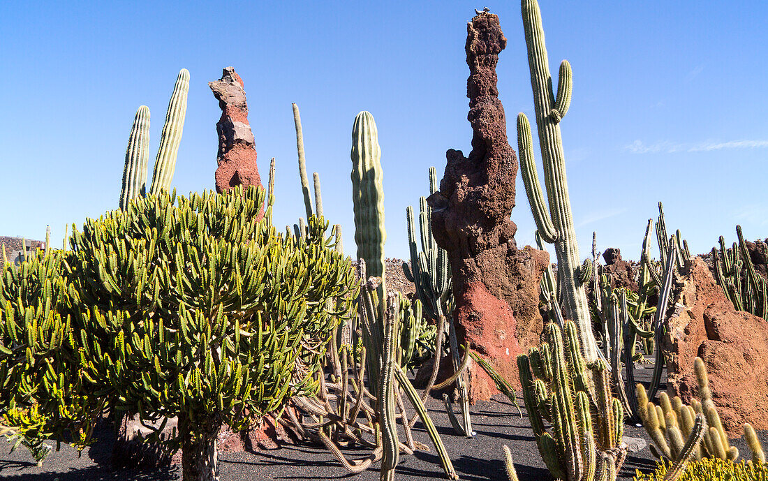  Kakteen im Jardin de Cactus, entworfen von César Manrique, Guatiza, Lanzarote, Kanarische Inseln, Spanien 