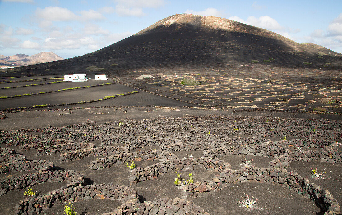 Grapevines growing in black volcanic soil in protected enclosed pits, La Geria, Lanzarote, Canary Islands, Spain