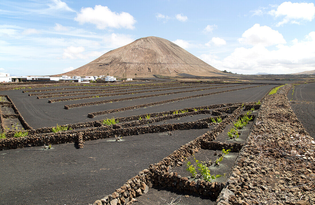 Volcano cone and black volcanic soil farmland, near Tinajo, Lanzarote, Canary Islands, Spain - Montana Tinache