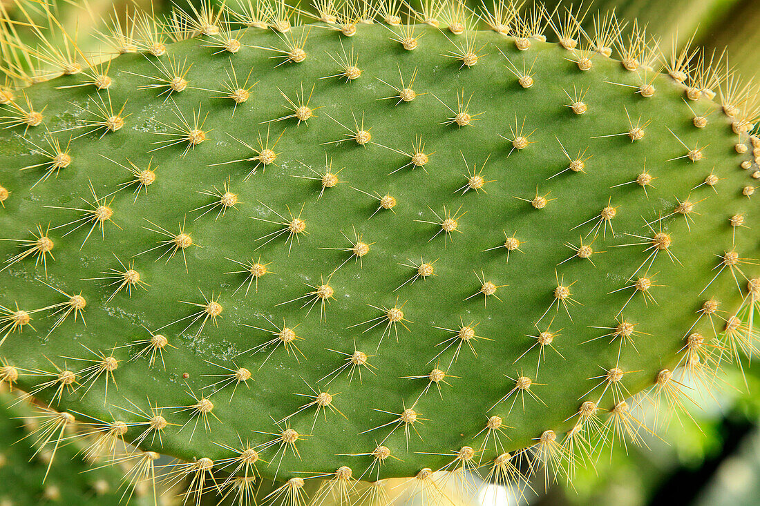 Close up of spikes on leaf of opuntia echios cactus,  Kew Gardens, London, England, UK