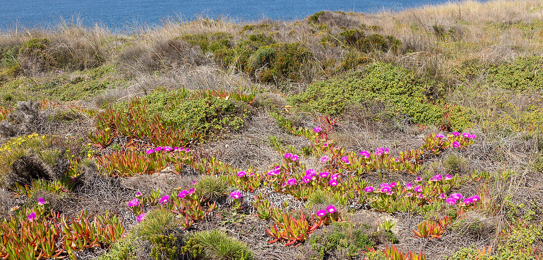 Vegetation Rota Vicentina Fishermen's Trail long distance coast path, Odeciexe, Algarve, Portugal