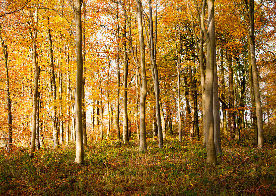 Orange-braune Buchen im Herbst Savernake Forest, Wiltshire, England, Großbritannien