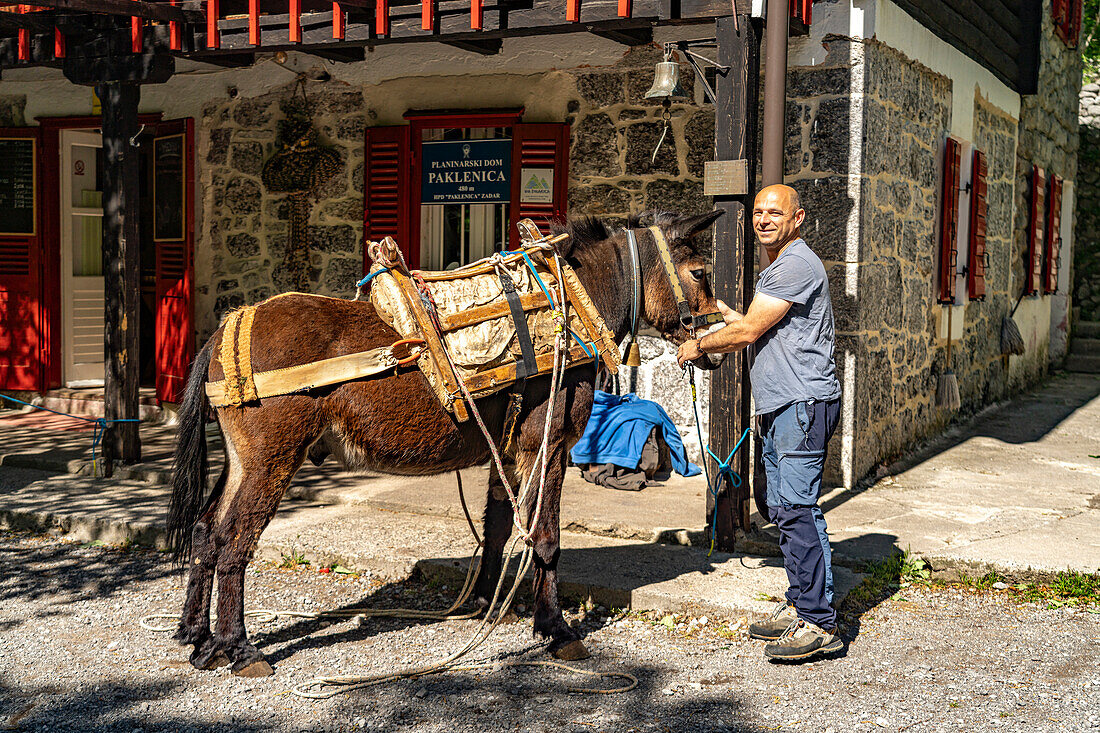  Mules transport goods to the mountain hut Paklenica National Park, Croatia, Europe  