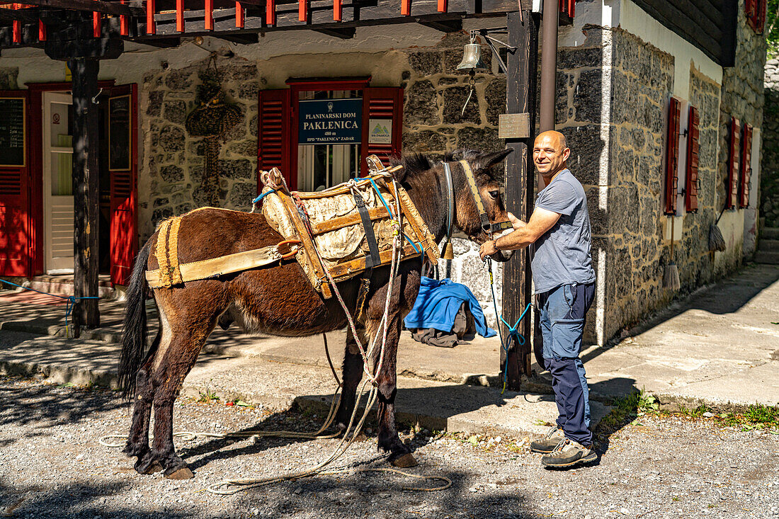 Maultiere transportieren die Waren zur Berghütte Nationalpark Paklenica, Kroatien, Europa 